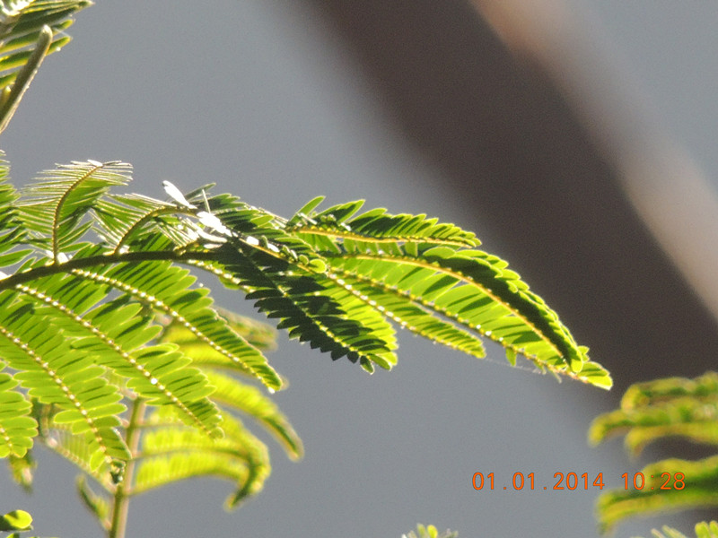 flower #2 580_.jpg