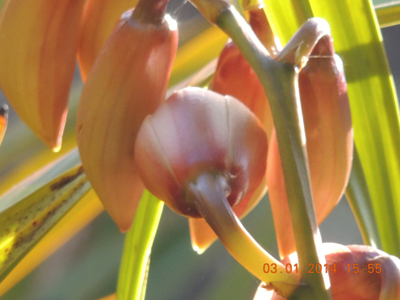 flower #2 599_.jpg