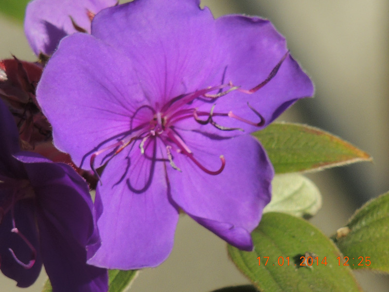 flower #2 869_.jpg