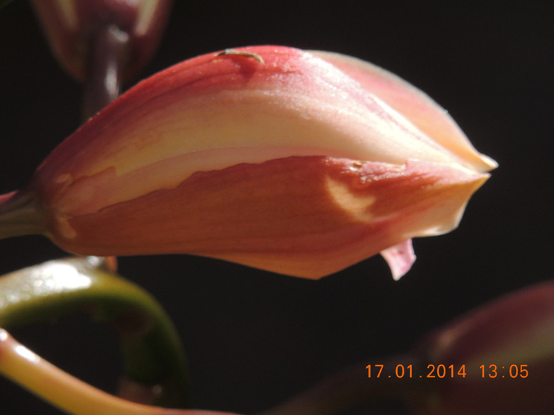 flower #2 894_.jpg