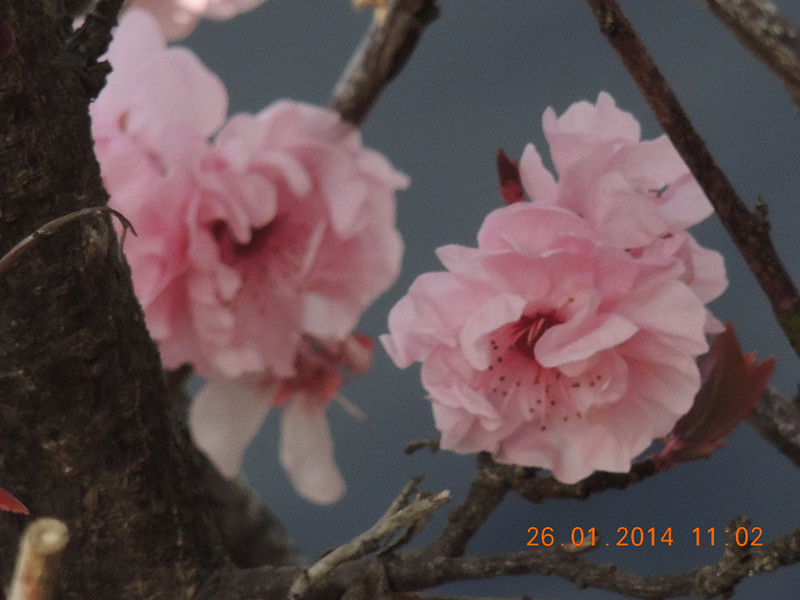 flower #2 1024_.jpg
