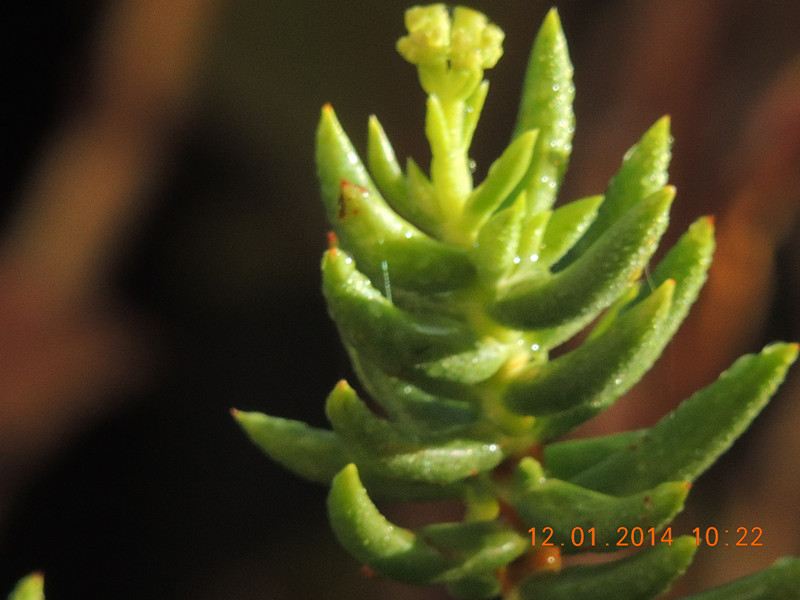 flower #2 729_.jpg