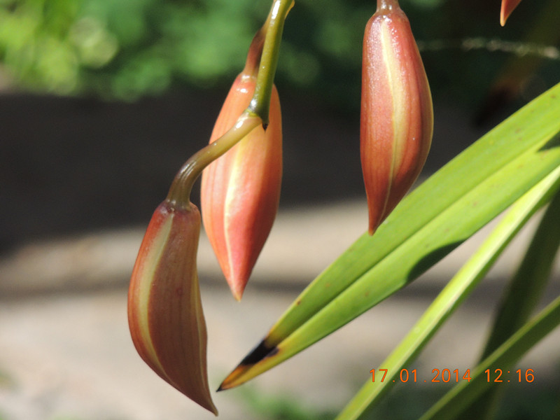 flower #2 849_.jpg
