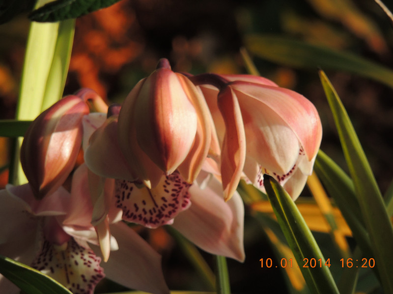 flower #2 689_.jpg