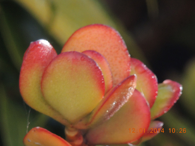 flower #2 739_.jpg