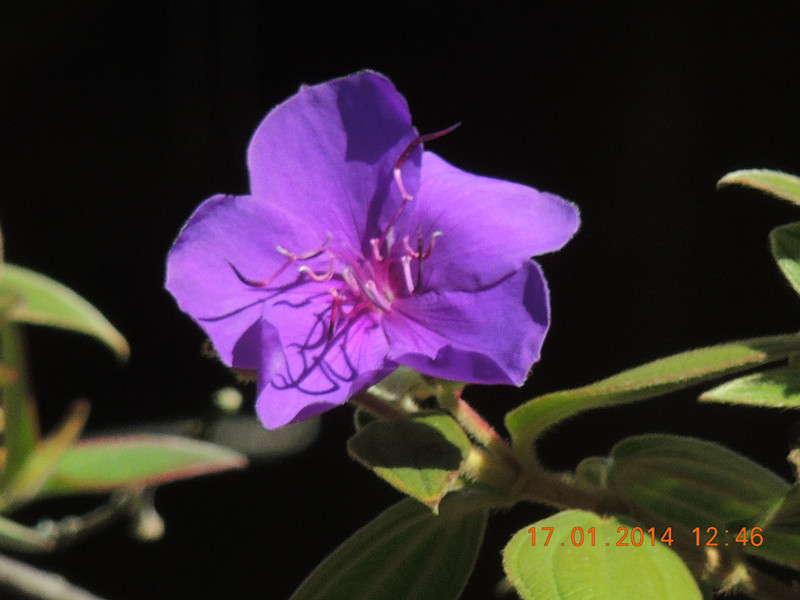 flower #2 877_.jpg