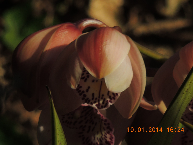 flower #2 701_.jpg