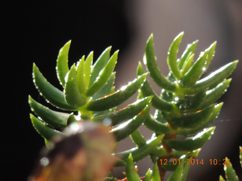 flower #2 724_.jpg