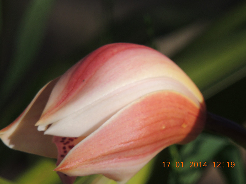 flower #2 863_.jpg
