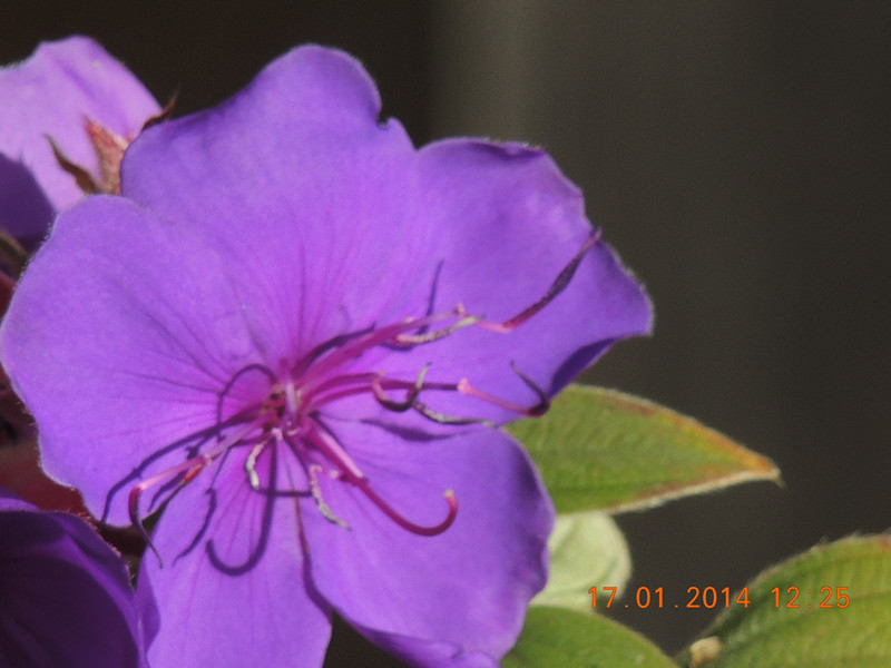 flower #2 871_.jpg