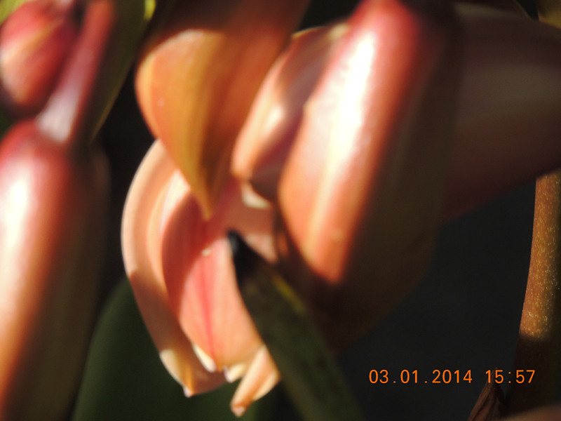 flower #2 604_.jpg