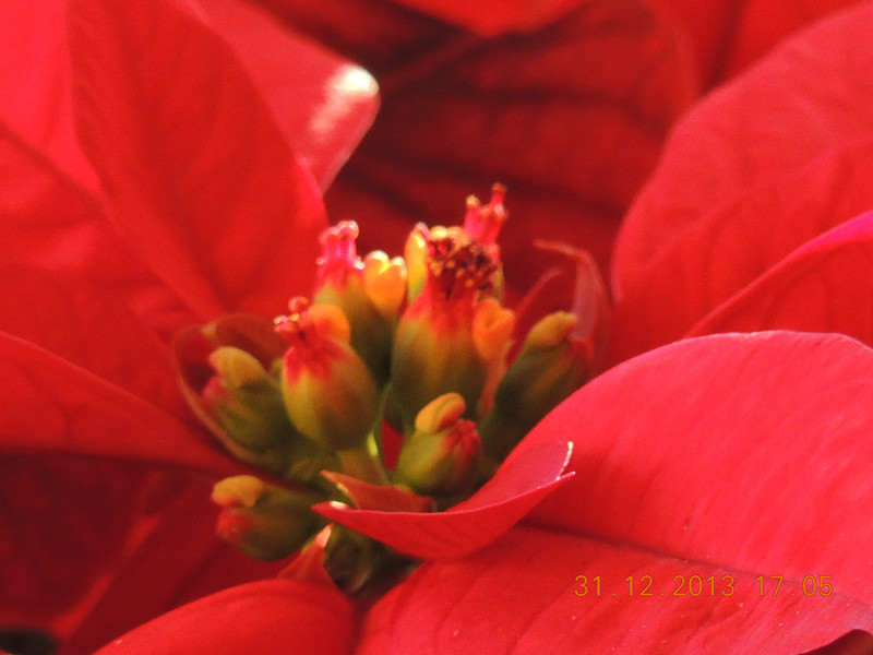 flower #2 578_.jpg