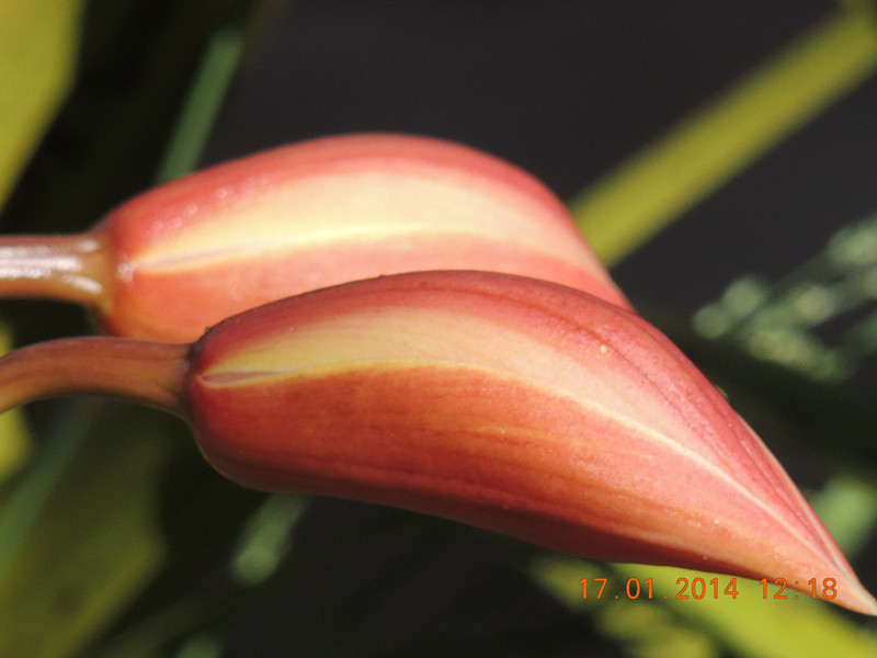 flower #2 858_.jpg