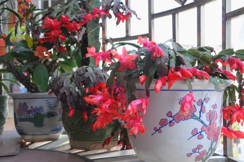 DSC_05~1_conew1.jpg