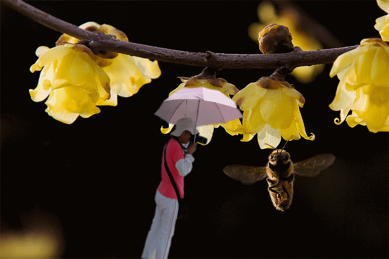 A20130~1_conew1.gif
