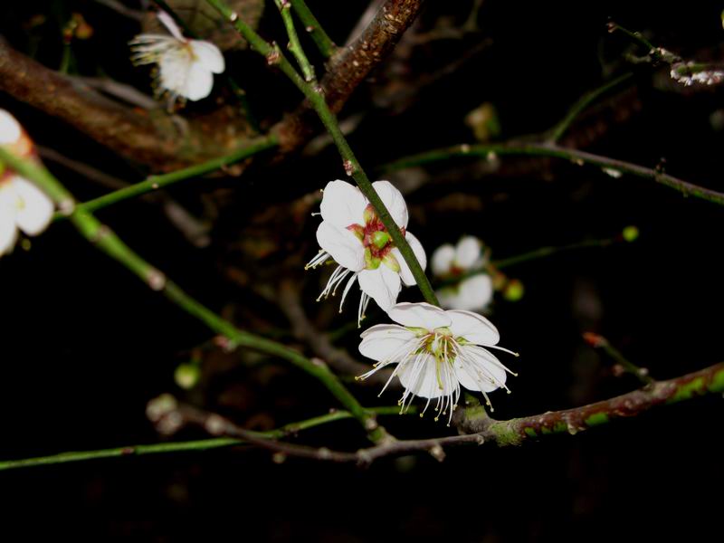IMG_7357.jpg