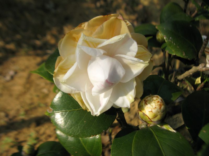 IMG_7401.jpg