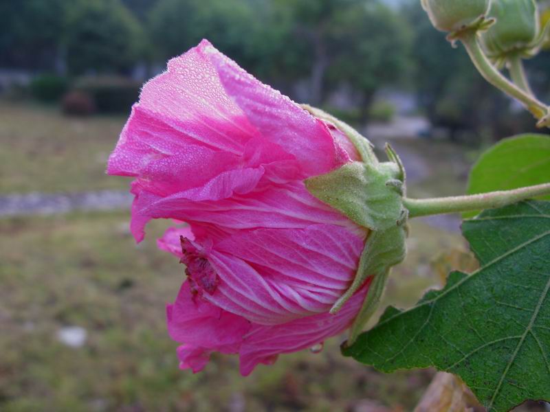 IMG_0698.JPG