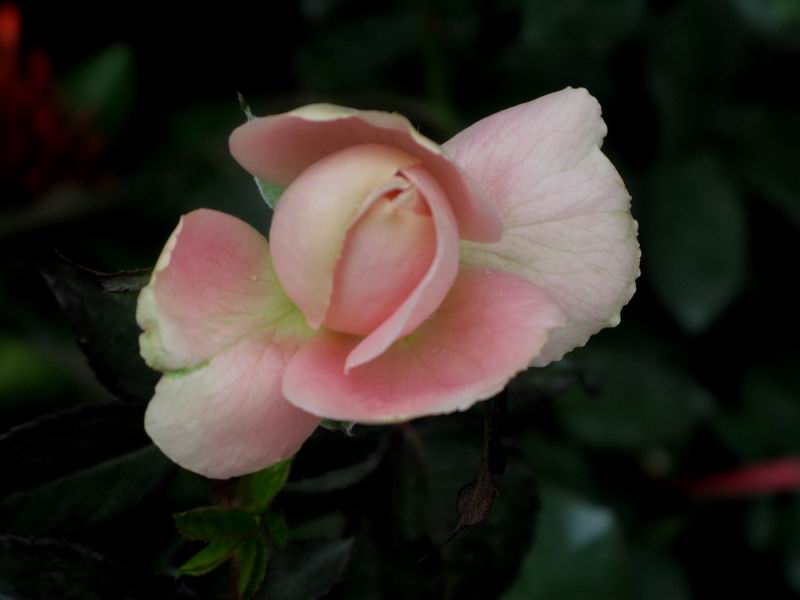 IMG_3789.JPG