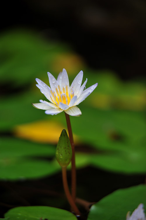 DSC_0729.jpg