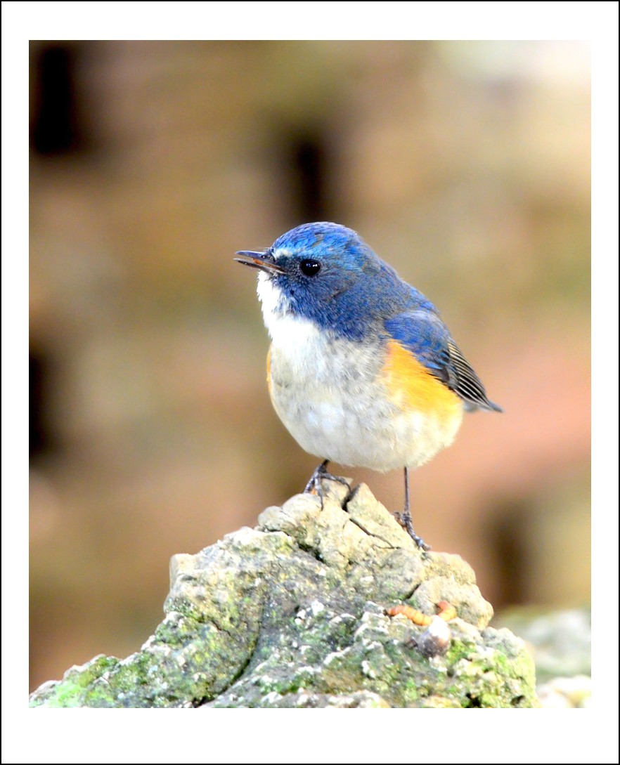 DSC_4234_conew1.jpg
