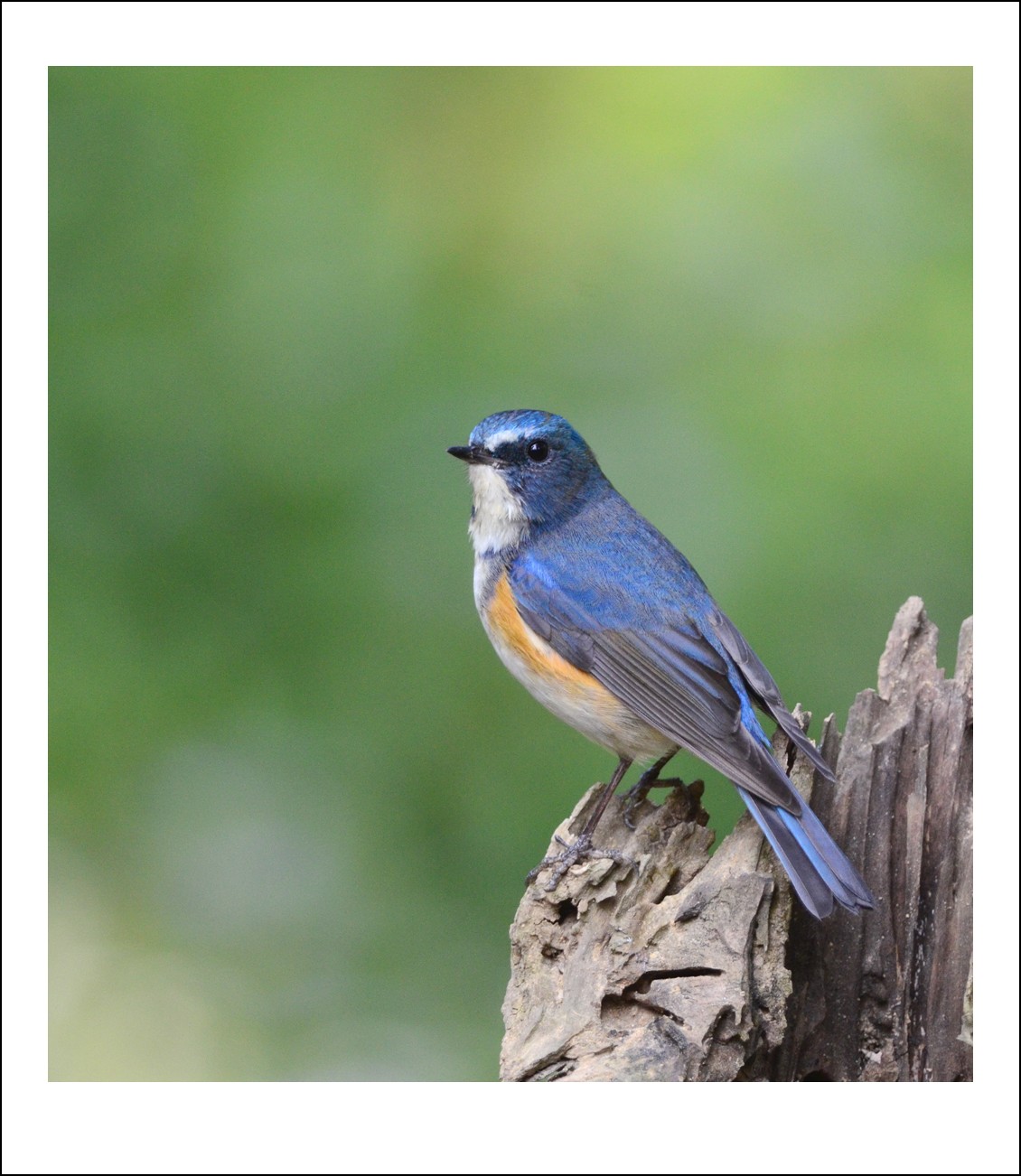 DSC_4763_conew1.jpg