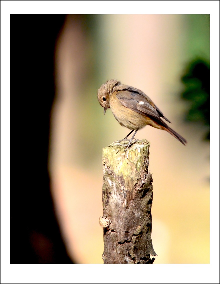 DSC_3995_conew1.jpg