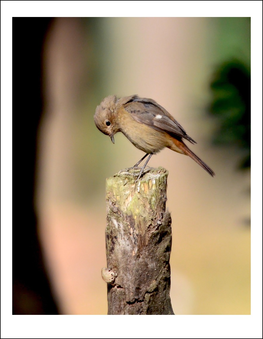 DSC_3996_conew1.jpg
