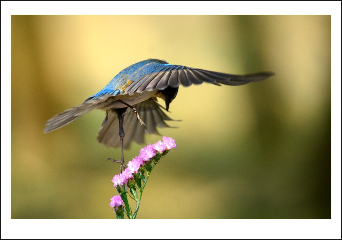 DSC_5327_conew1.jpg