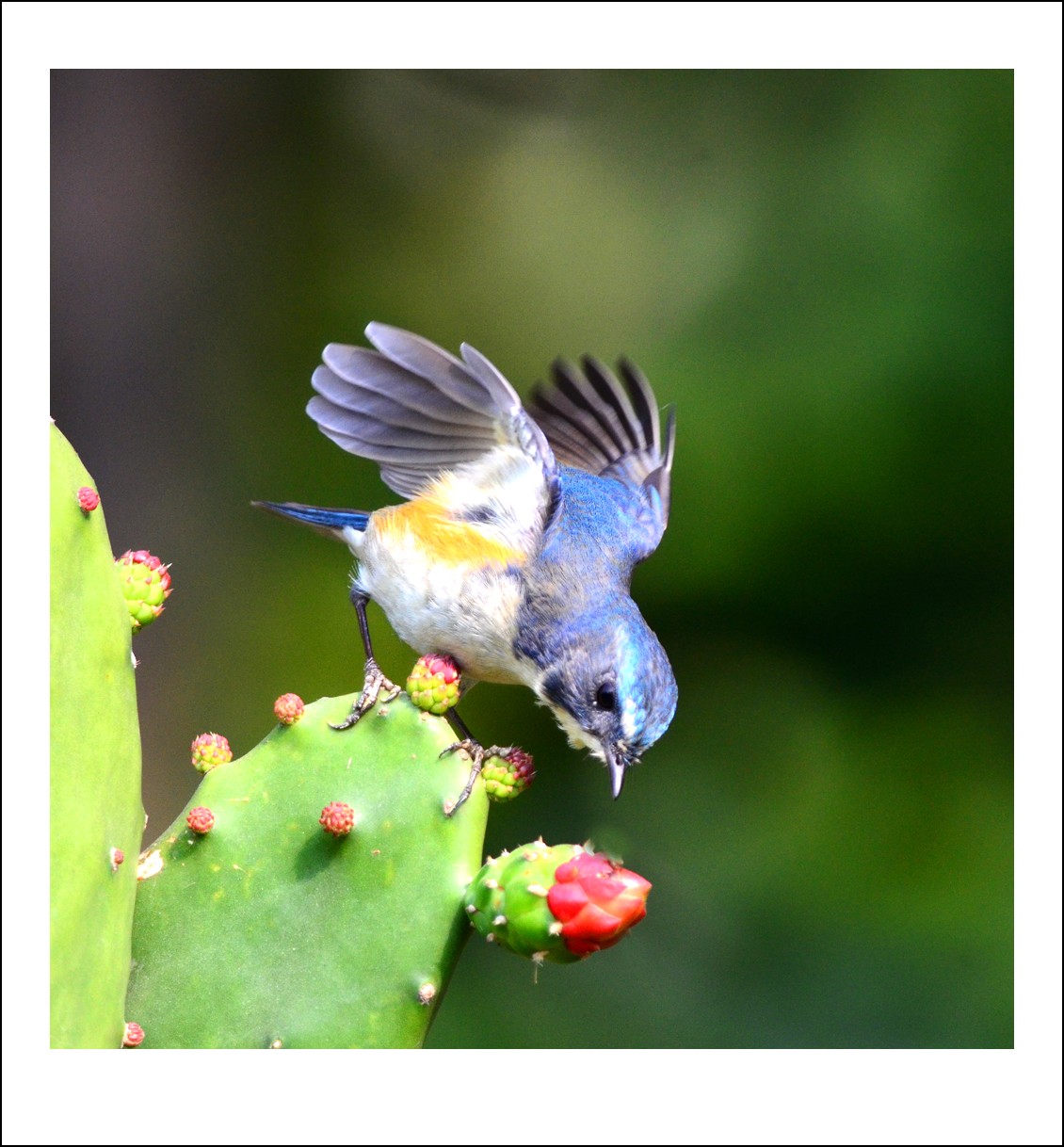 DSC_4917_conew1.jpg