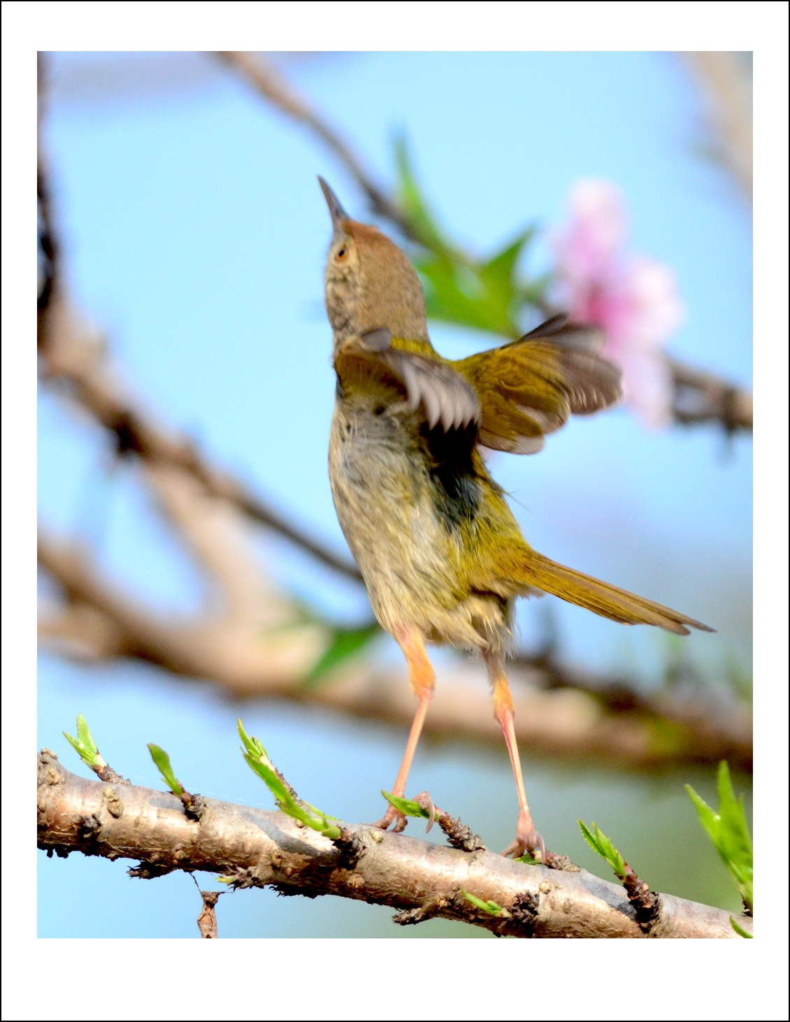 DSC_5730_conew1.jpg