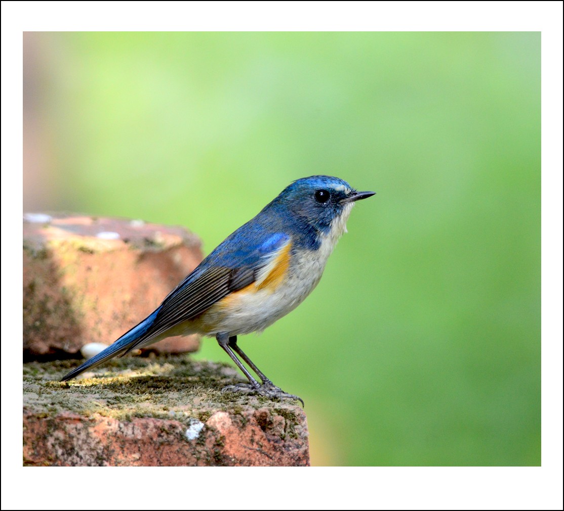 DSC_4797_conew1.jpg