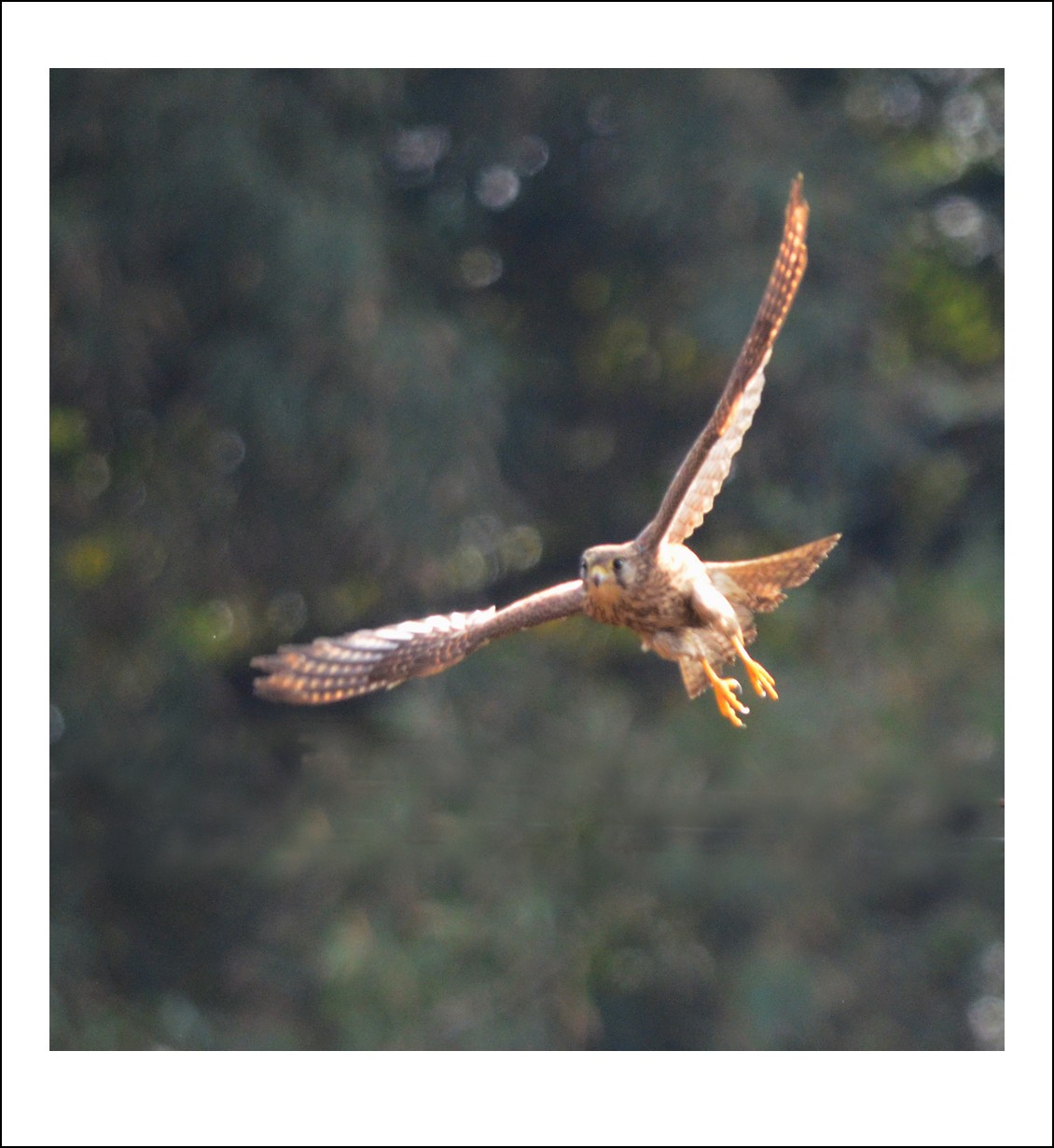 DSC_5553_conew1.jpg