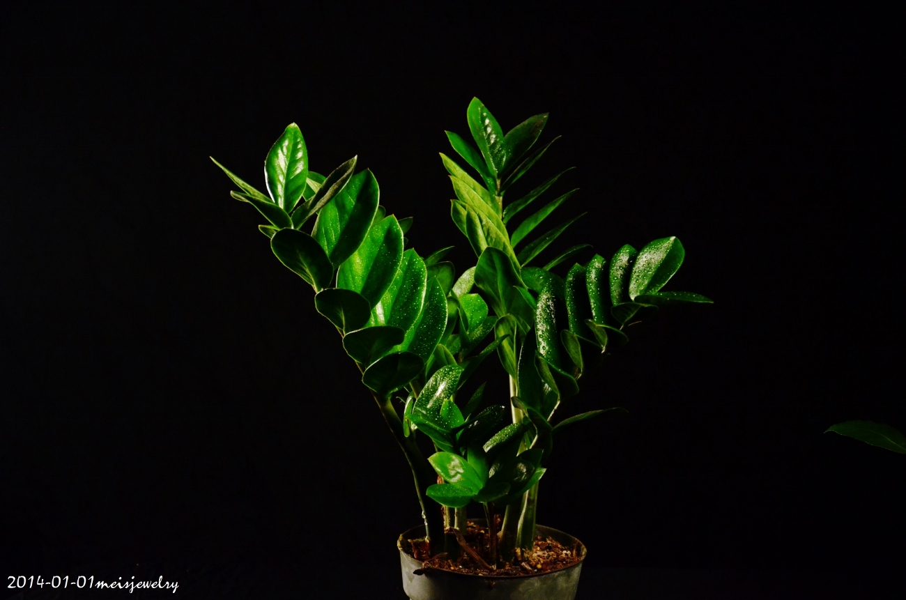 DSC_2294 (1300x861).jpg