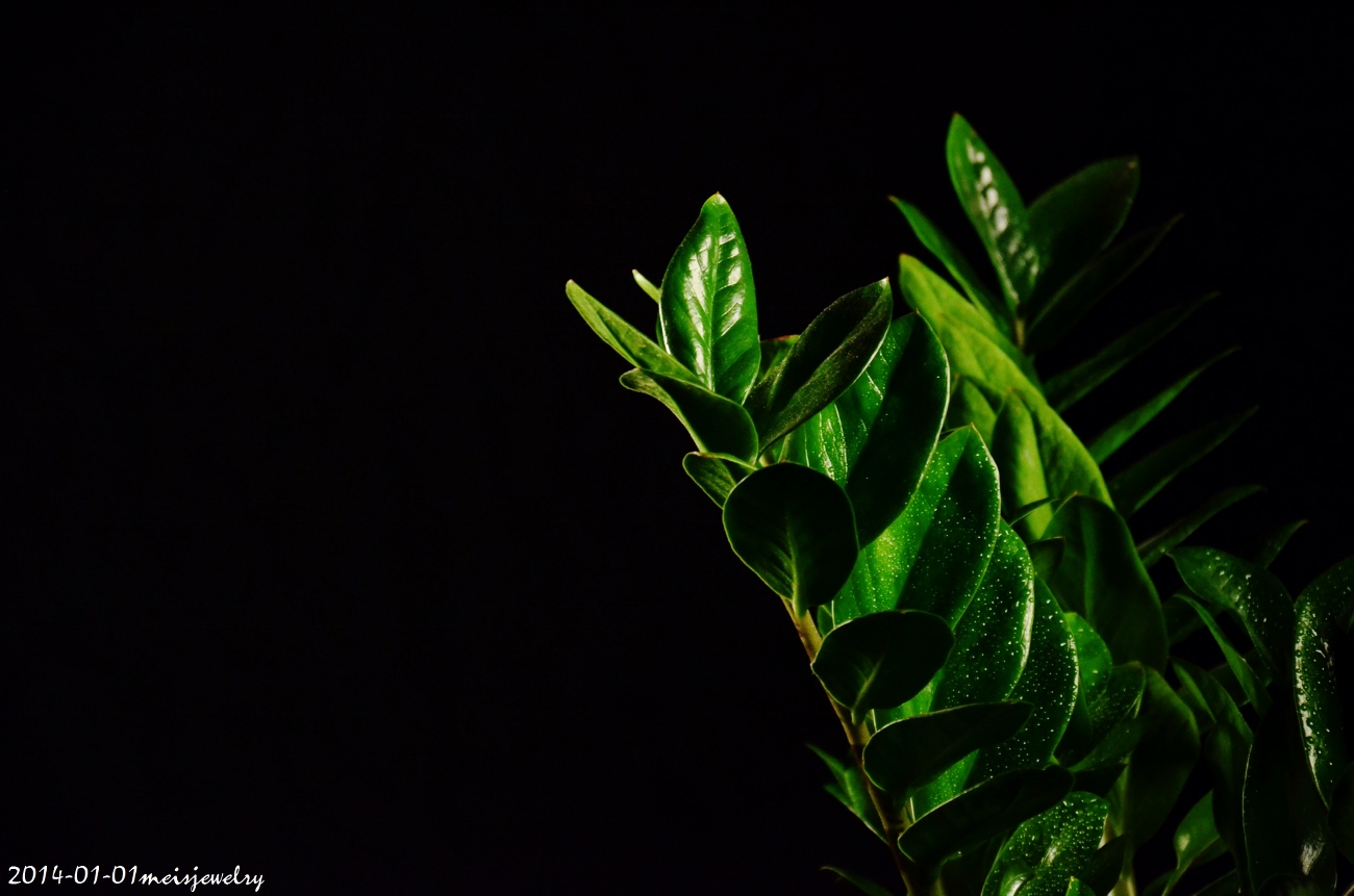 DSC_2295 (1300x861).jpg