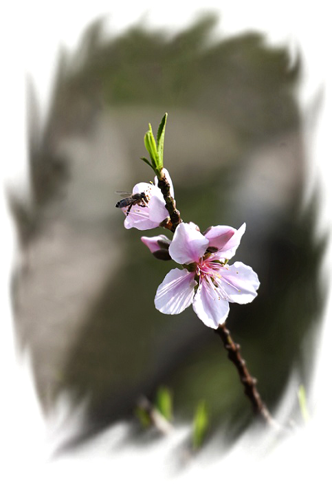 DSC_2729_conew1.jpg