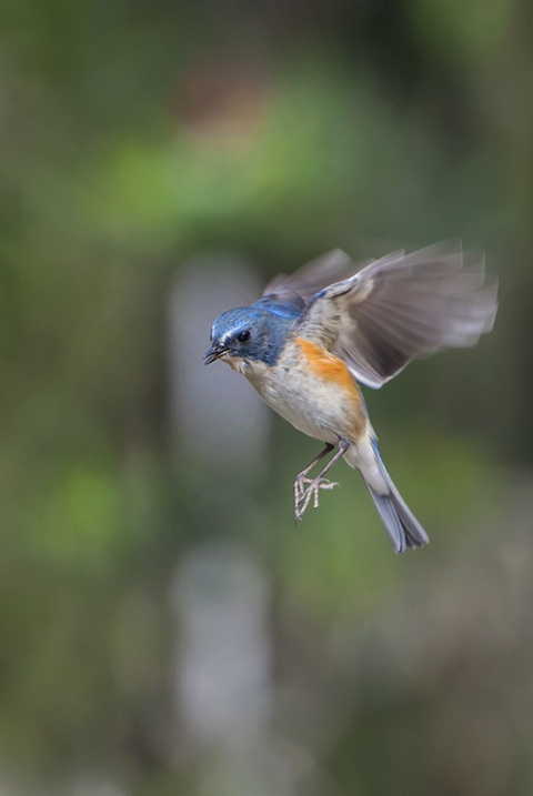 DSC_0628.jpg