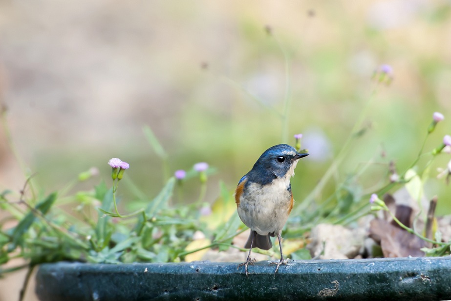 DSC_1928.jpg