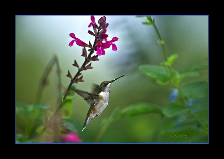 DSC_9339C2.jpg