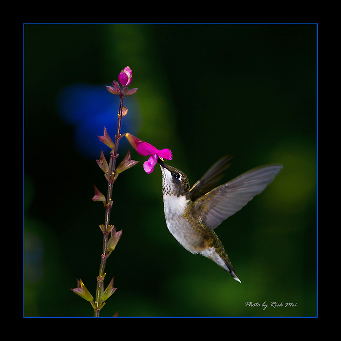 DSC_9352C1.jpg