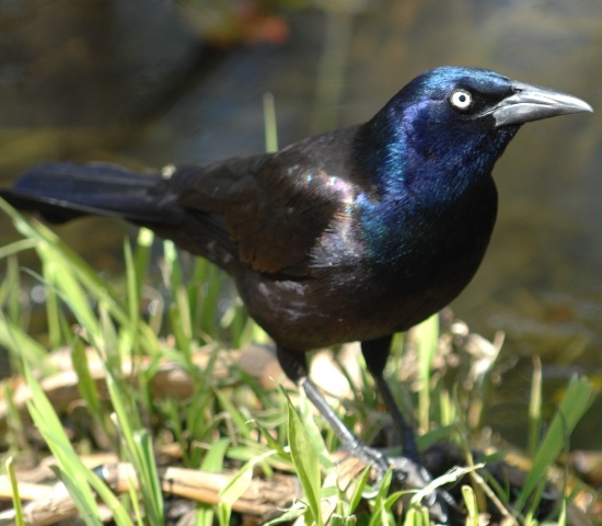DSC_0320-1.JPG
