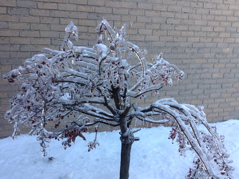 Toronto Ice Storm 2013-58.JPG