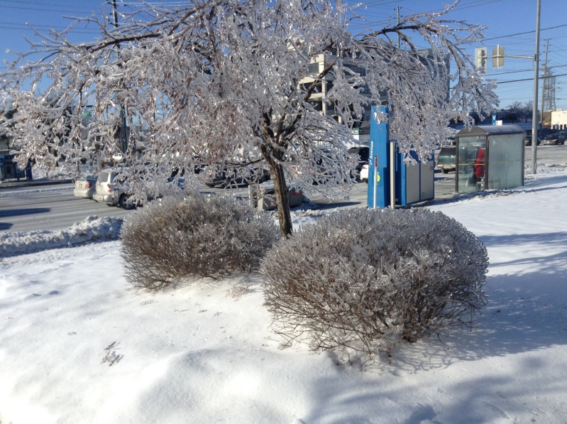 Toronto Ice Storm 2013-54.JPG