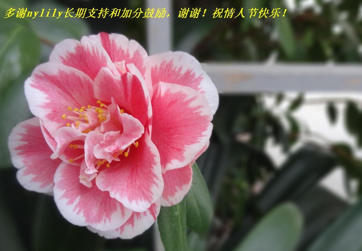 лnylilyֺ֧ͼӷֹллף˽ڿ֣.JPG