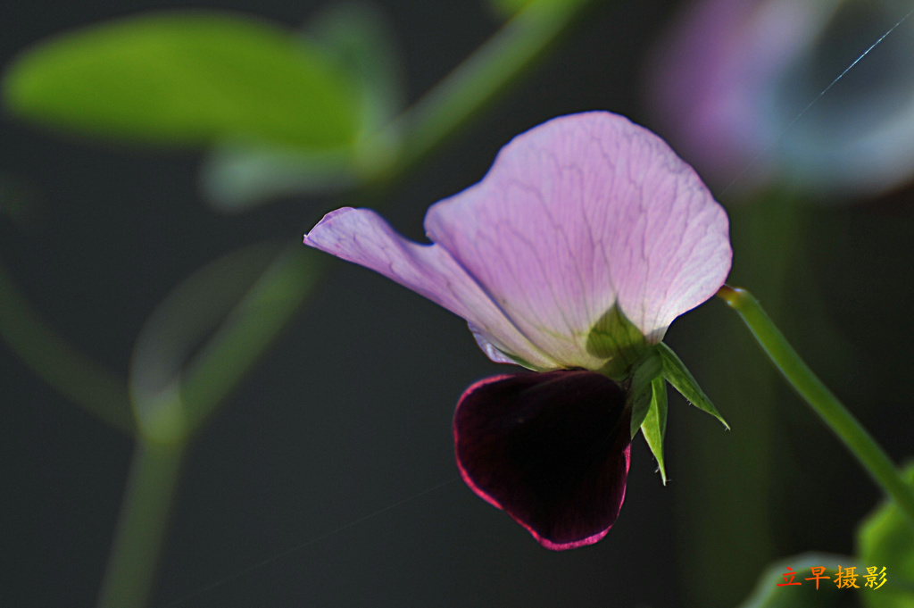 DSC_2369.JPG