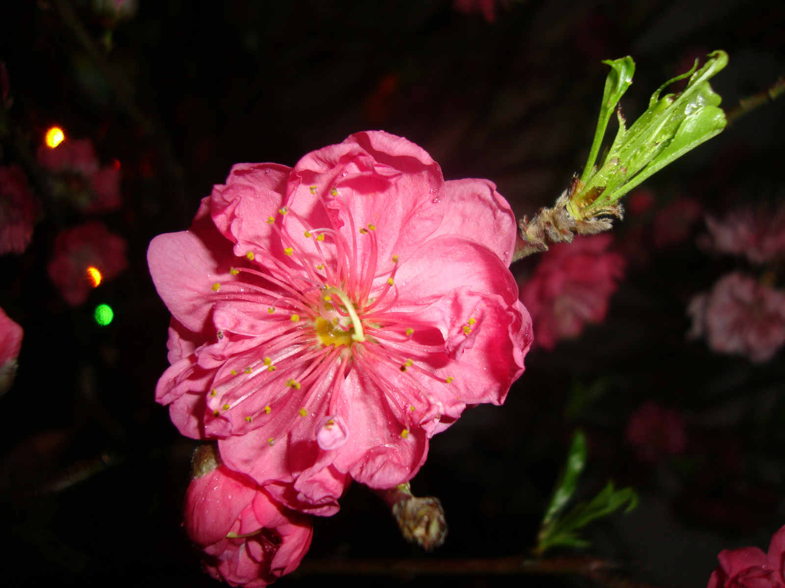 DSC09251.JPG