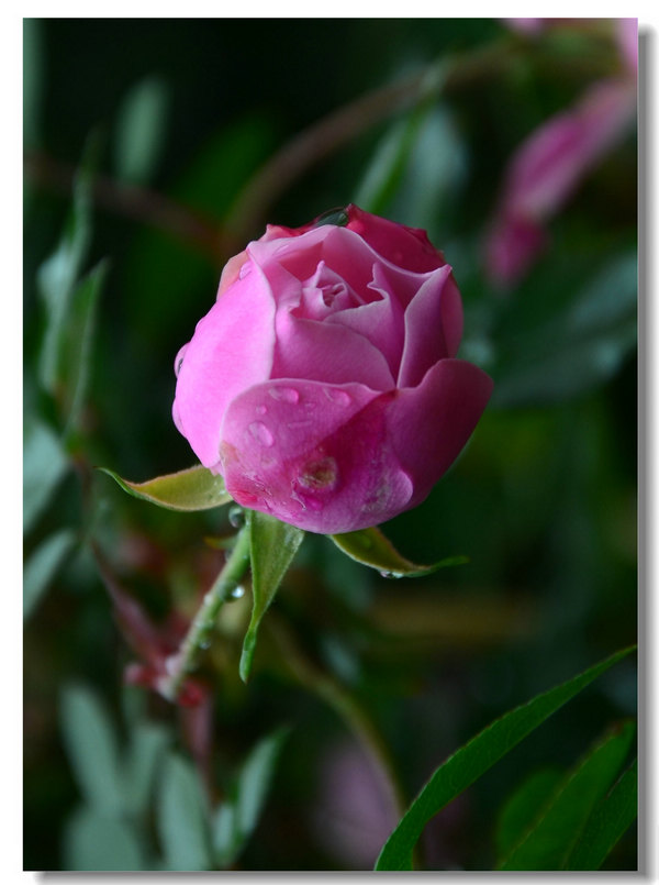 DSC_6519.jpg