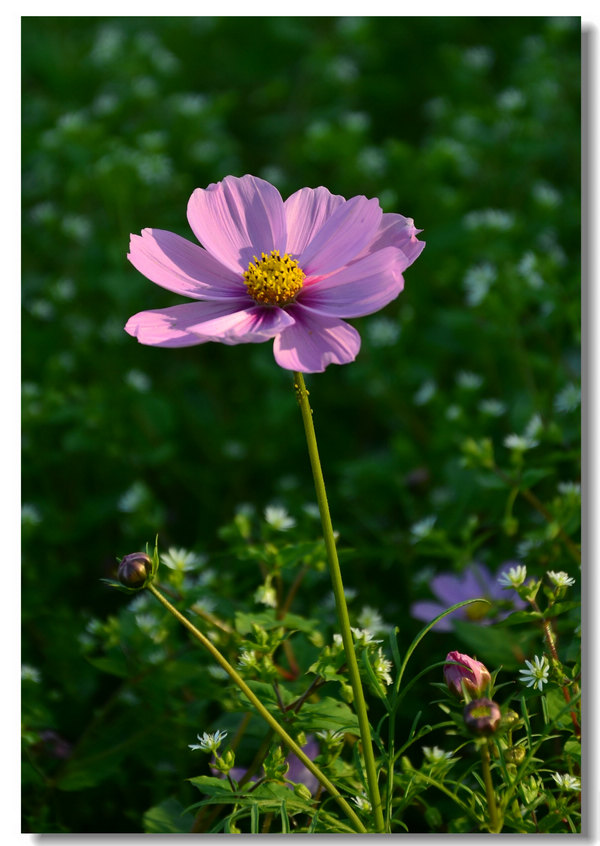 DSC_7306.jpg
