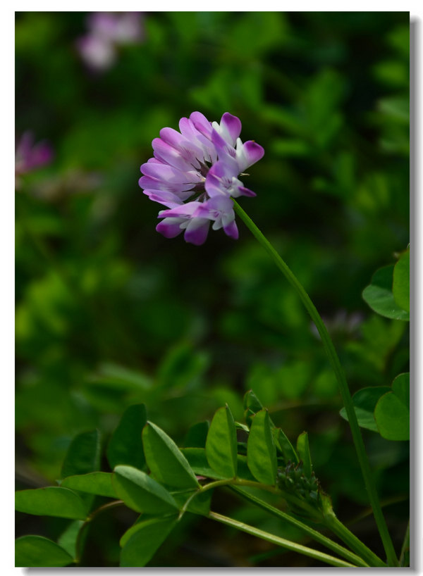 DSC_6312.jpg