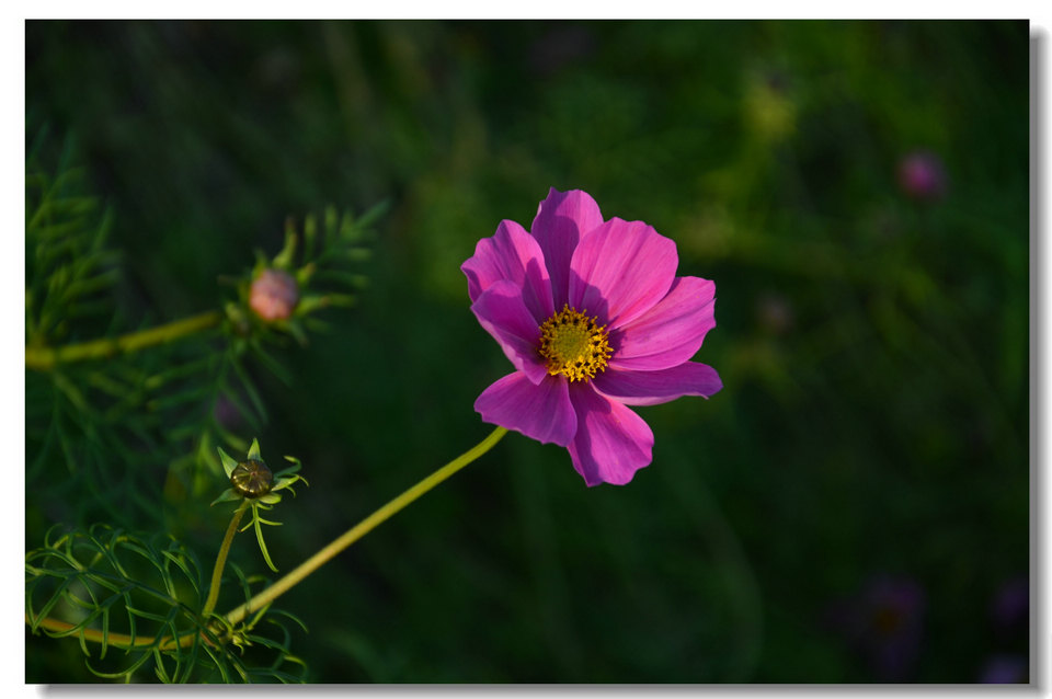 DSC_7369.jpg